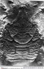 Historisches Foto von Galatheites zitteli (Moericke, 1889) (NHMW-AFW-GEO-BACHMAYER-FOTO-1990-0041-0575)